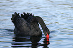 black swan