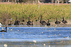 Black Swans at the see