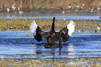 swimming Black Swans