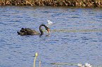 swimming Black Swan