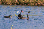 swimming Black Swans