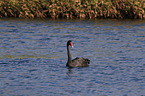 swimming Black Swan