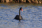 swimming Black Swan