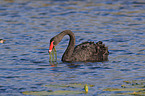 swimming Black Swan