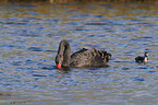 swimming Black Swans