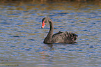 swimming Black Swan