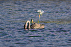 swimming Black Swan