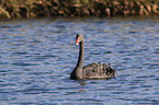 swimming Black Swan