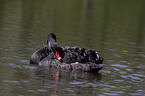 swimming Black Swan