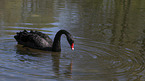 swimming Black Swan