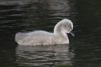 young Black Swan