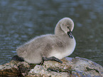 young Black Swan