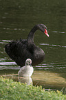 swimming Black Swans