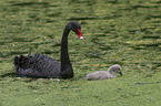 swimming Black Swans