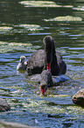 swimming Black Swans