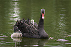 swimming Black Swans