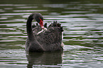 swimming Black Swans