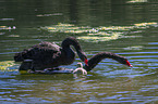 swimming Black Swans