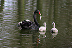 black swans