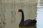 black swan