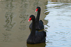 black swans