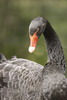 black swan