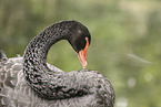 black swan