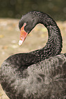 black swan