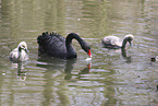 black swans