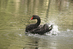 black swan
