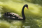 black swan