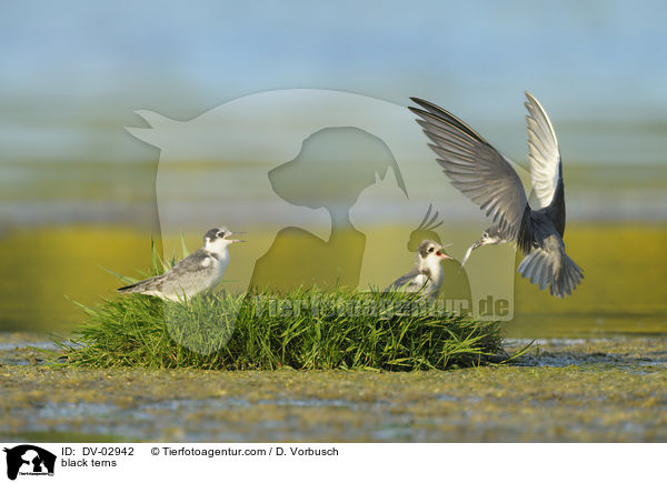 Trauerseeschwalben / black terns / DV-02942