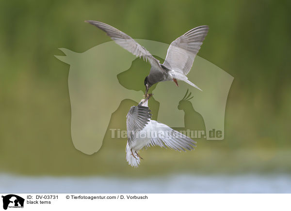 Trauerseeschwalben / black terns / DV-03731