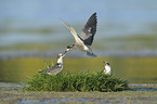 black terns