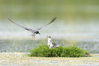 black terns