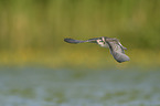 black tern