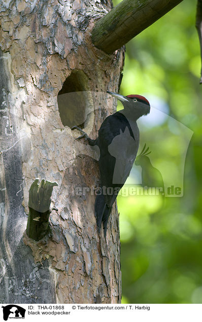 black woodpecker / THA-01868