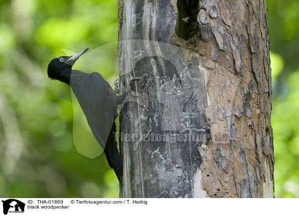 Schwarzspecht / black woodpecker / THA-01869