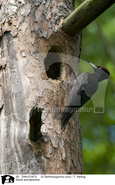 black woodpecker / THA-01873