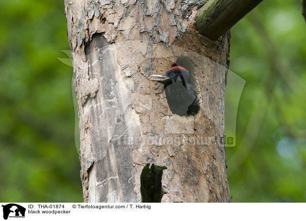 black woodpecker / THA-01874