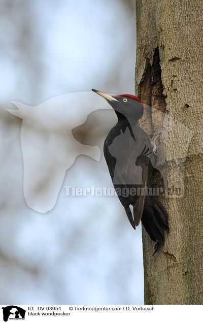 black woodpecker / DV-03054
