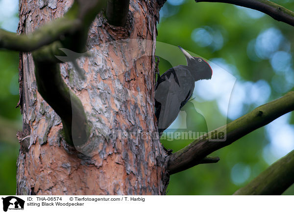 sitting Black Woodpecker / THA-06574