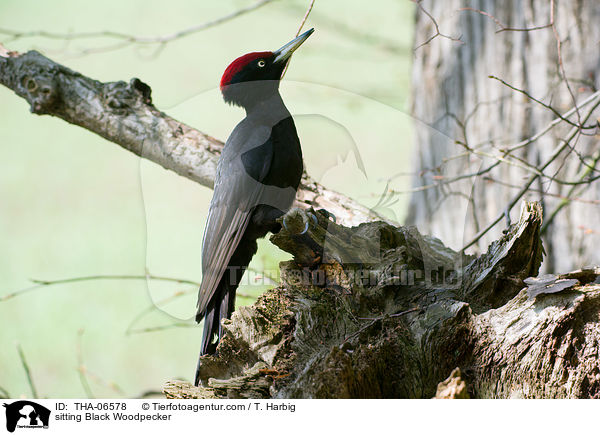 sitzender Schwarzspecht / sitting Black Woodpecker / THA-06578