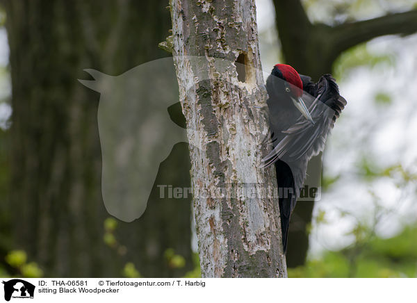 sitzender Schwarzspecht / sitting Black Woodpecker / THA-06581