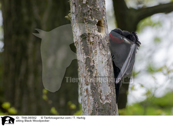 sitzender Schwarzspecht / sitting Black Woodpecker / THA-06582