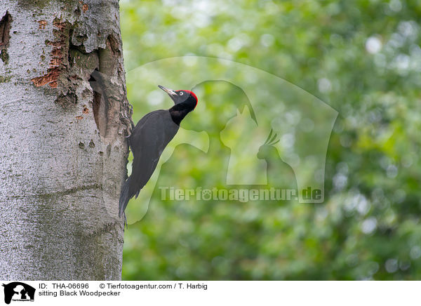sitzender Schwarzspecht / sitting Black Woodpecker / THA-06696