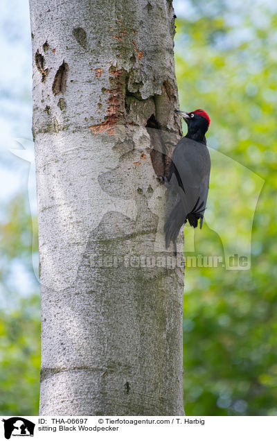 sitzender Schwarzspecht / sitting Black Woodpecker / THA-06697