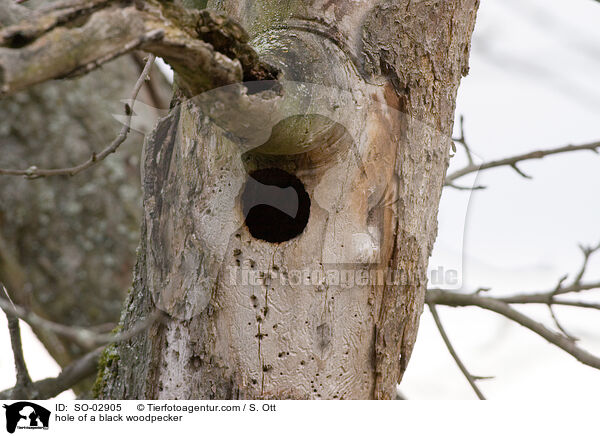 Baumhhle eines Schwarzspecht / hole of a black woodpecker / SO-02905