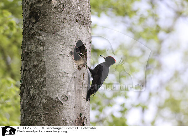 Schwarzspecht versorgt Jungtiere / Black woodpecker cares for young / FF-12022