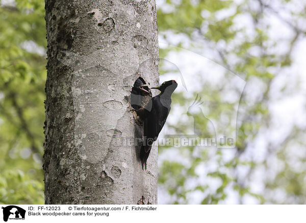 Schwarzspecht versorgt Jungtiere / Black woodpecker cares for young / FF-12023
